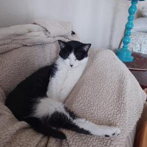 Image of Munckin, Lost Cat