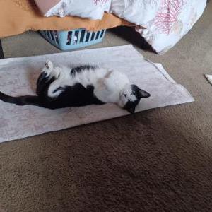 2nd Image of Munckin, Lost Cat