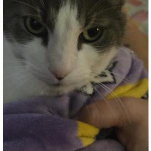 Image of Finn, Lost Cat
