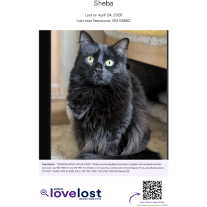 Image of Sheba, Lost Cat