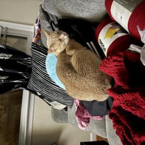 Image of Biscuit, Lost Cat