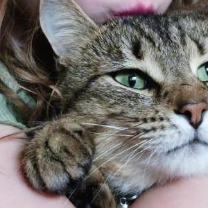 Image of Dash, Lost Cat