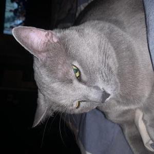 Image of Graylee, Lost Cat