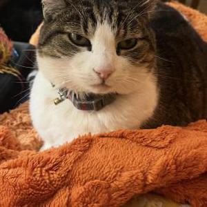 Image of Possum, Lost Cat