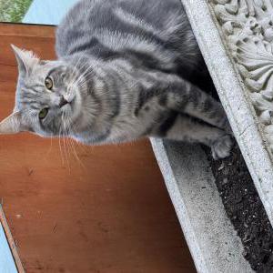 Image of Denver, Lost Cat