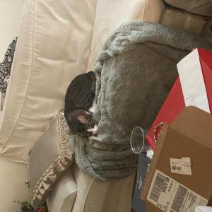 Image of Mocha, Lost Cat