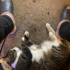 2nd Image of Mocha, Lost Cat