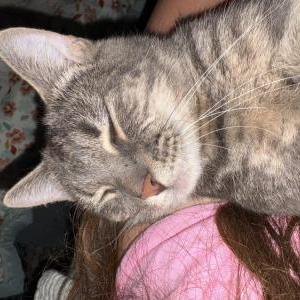 Image of Chungus, Lost Cat