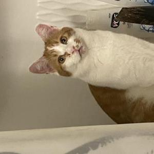 Image of Marvin, Lost Cat