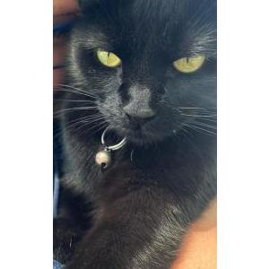 Image of Meow Meow, Lost Cat
