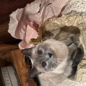 Image of Lily, Lost Cat