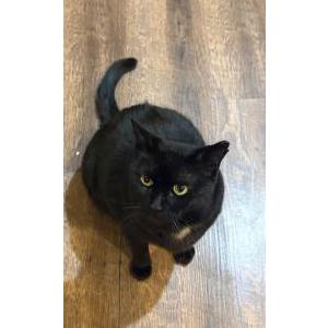 Image of Vader, Lost Cat