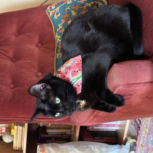 Lost Cat Bear