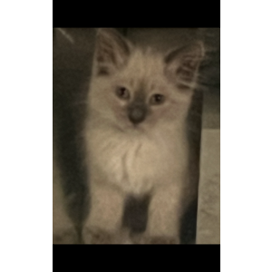 Image of Tiramisu, Lost Cat