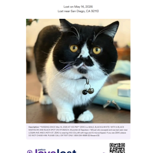 Image of Zero, Lost Cat