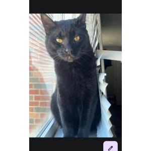 Image of Kevin, Lost Cat