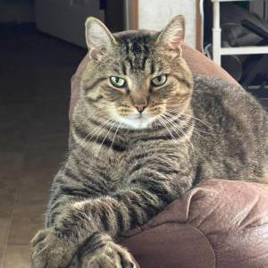 Image of Dexter, Lost Cat
