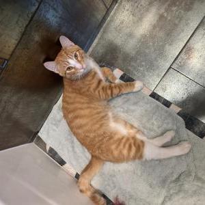 Image of Unknown, Found Cat