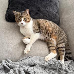 Image of Arryutsik, Lost Cat