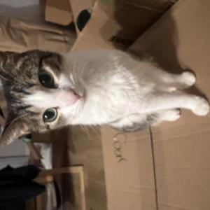 Lost Cat Bubbles or Blayne