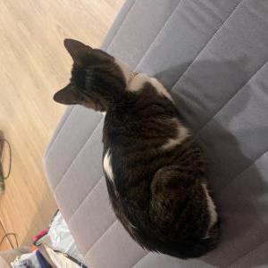 2nd Image of Bubbles or Blayne, Lost Cat