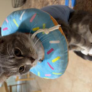 Image of Oliver, Lost Cat