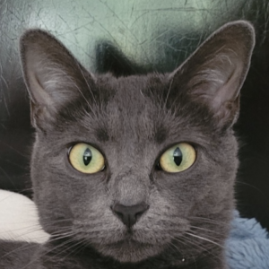 Lost Cat Gracie