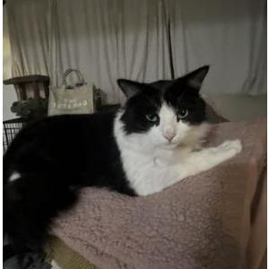 Image of Stella, Lost Cat