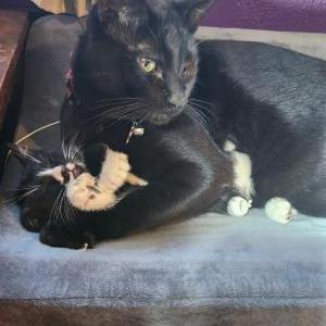 Image of Pantherlilly Odin, Lost Cat