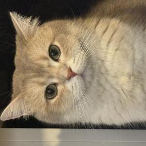 Image of Eros, Lost Cat