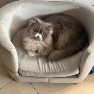 Image of Pancake, Lost Cat