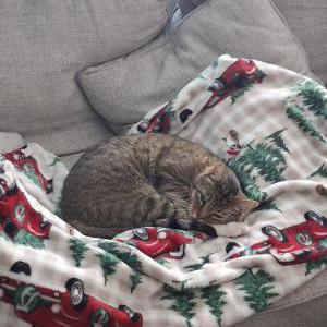 Image of Teddy, Lost Cat