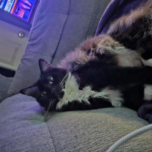 Image of GheeGhee, Lost Cat