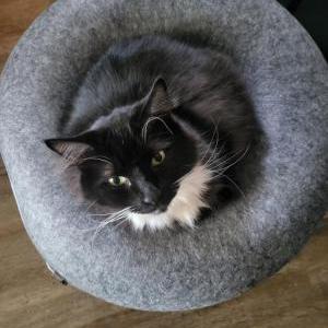 2nd Image of GheeGhee, Lost Cat
