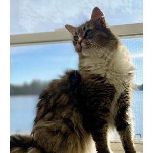 Image of Gus or Gussy, Lost Cat