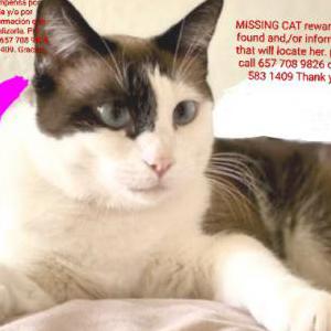 Lost Cat Cloe