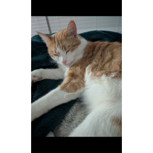 Image of Cinnamon Bun, Lost Cat