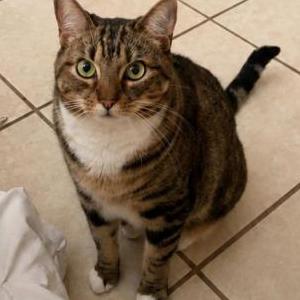 Image of Zaya, Lost Cat