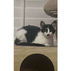 Image of Luna, Lost Cat