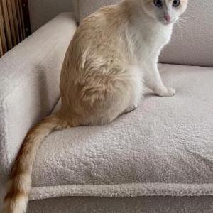 Image of Marshmallow, Lost Cat