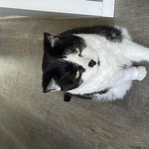 Image of Kootie, Lost Cat