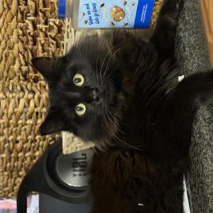 Lost Cat Chwecks