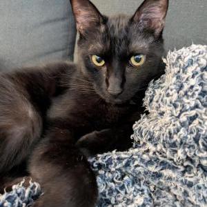 Image of T'Challa, Lost Cat