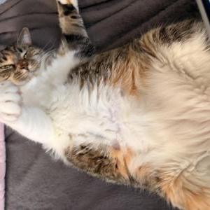 Image of Frenchie, Lost Cat