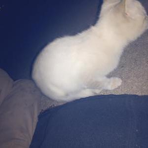 Image of Unknown, Found Cat