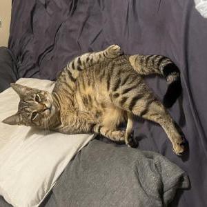 Image of Gator, Lost Cat