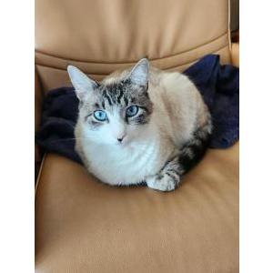 Image of Azul, Lost Cat