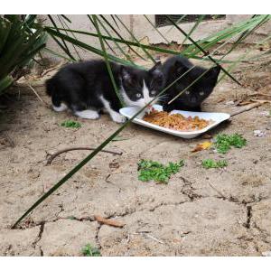 Image of Tuxey, Lost Cat