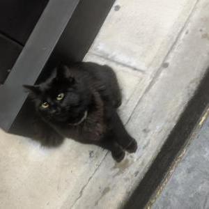 Image of unknown, Found Cat