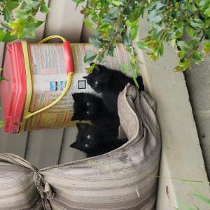 Image of The three amigos, Found Cat